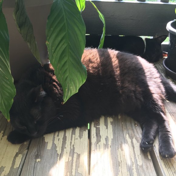 Meet your Posher, Posh - Picture 6 of 7